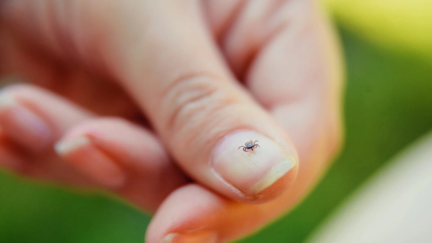 Jak usunąc kleszcza.jpg